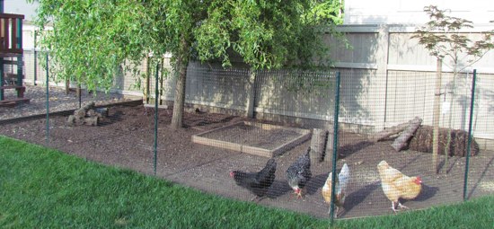 Chicken Coop Tour – DIY coop, four chickens, cost about $400 (tongue ...