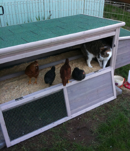 Hillsboro, Oregon chicken coop with Rhode Island Red, resident cat ...