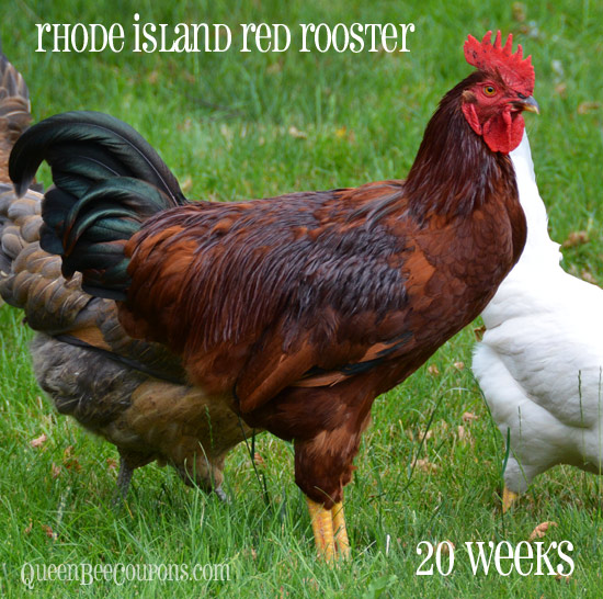How Old Does A Rooster Have To Get Before It Will Crow 49