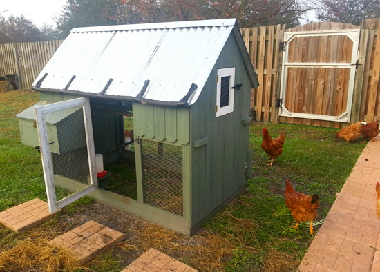 Free-range Florida chickens with charming coop