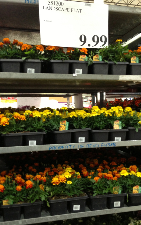 Costco flower landscaping flat price