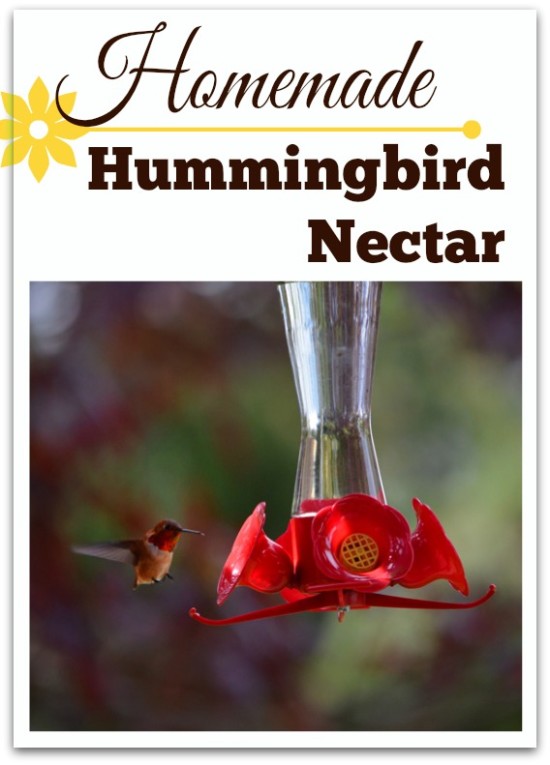 99 Recipe Hummingbird Nectar Homemade,Pork Loin Roast Recipes Bbq