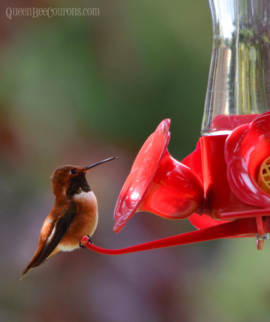 Homemade Hummingbird Food Nectar Recipe Queen Bee Coupons
